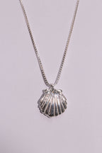 Scallop Shell
