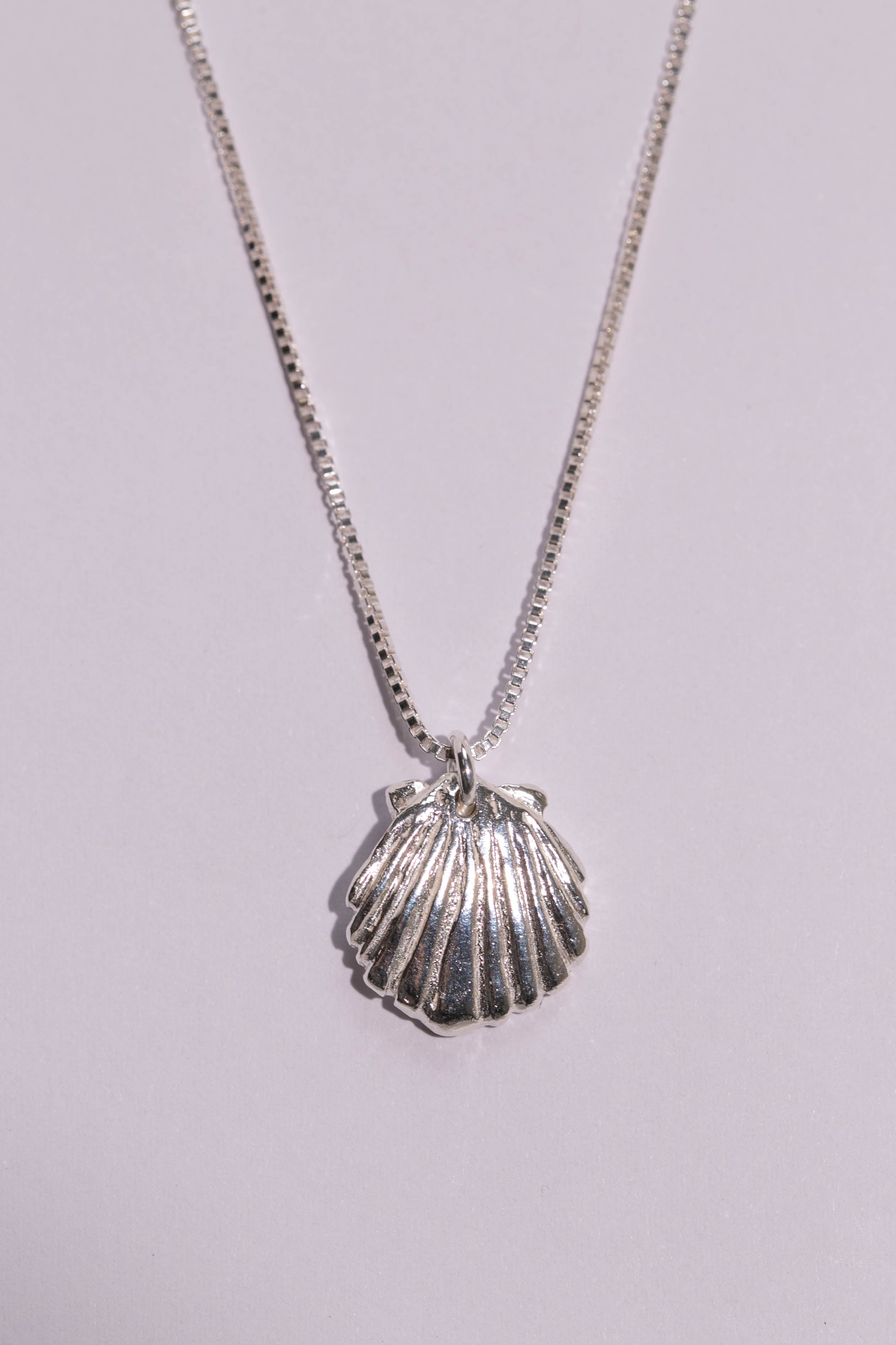 Scallop Shell