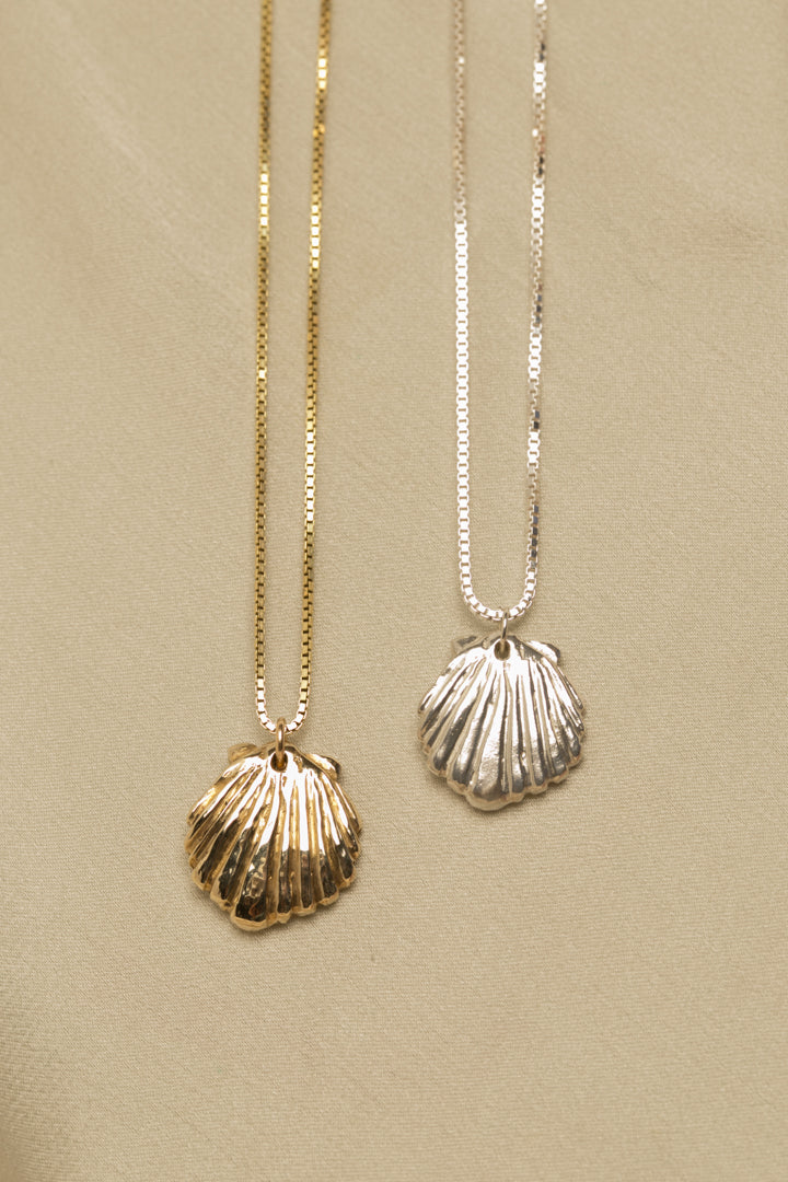 Scallop Shell